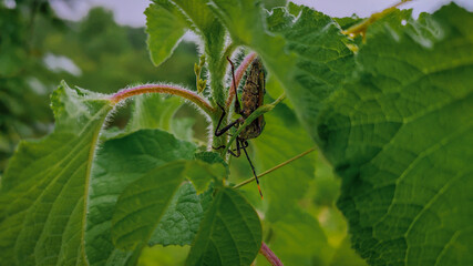 Insect under the leaf.
