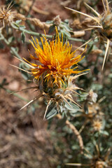 Flor de cardo amarilla