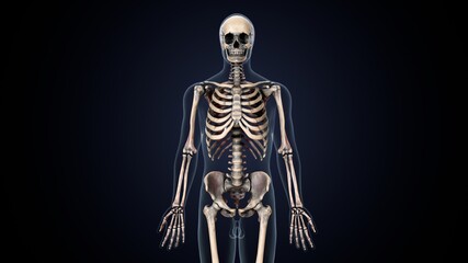 3d illustration of human  body skeleton anatomy