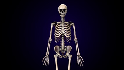 3d illustration of human  body skeleton anatomy