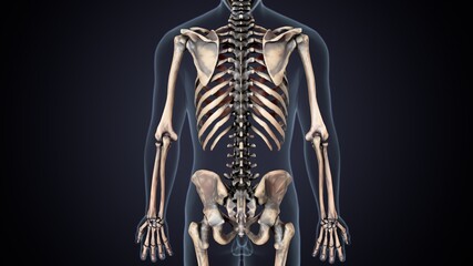 3d illustration of human  body skeleton anatomy