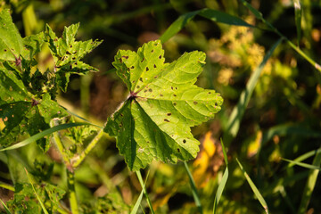 Close-up of a leaf with insect made holes in sunset light