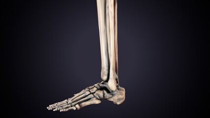 3d illustration of human skeleton fibula and tibia bone anatomy.