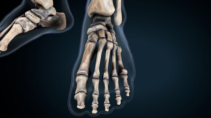 3d illustration of human body foot bone anatomy