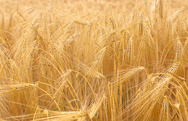 Wheat field crops. Golden wheat ears or barley harvest background. Wheat grain field farm - ripe grains, bran, agro. Organic food concept. Rural landscape, yellow rye straw grows in summer
