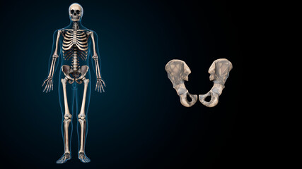 3d illustration of human skeleton pelvic  bone anatomy.