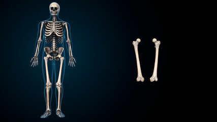 Human skeleton anatomy Humerus Bone 3D Rendering