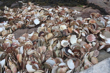 tas de coquilles saint jacques en bretagne