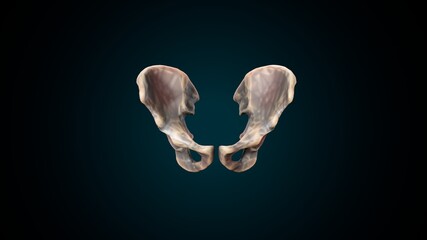 3d illustration of human skeleton hip or pelvic bone anatomy.