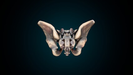 3d illustration of human skeleton hip or pelvic bone anatomy.