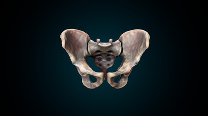 3d illustration of human skeleton hip or pelvic bone anatomy.
