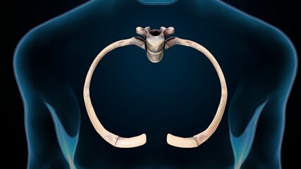 3D ILLUSTRATION OF HUMAN SKELETON  RIB CAGE ANATOMY. © PIC4U