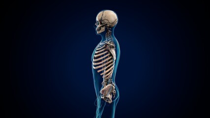3d illustration of human skeleton anatomy. 