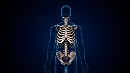 3d illustration of human skeleton axial skeleton anatomy.