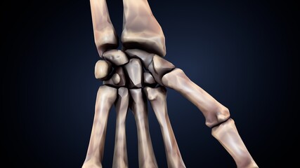 Human hand and arm with skeleton bones, 3D illustration
