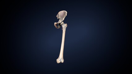 3d illustration of human body skeleton parts  anatomy