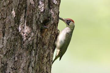 European green woodpecker at the nest hole Germany