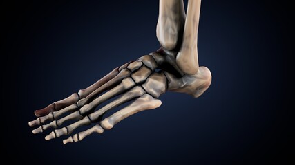 3d illustration of human body foot bone anatomy © PIC4U
