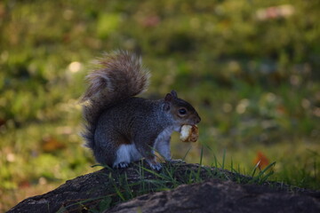 Got Food