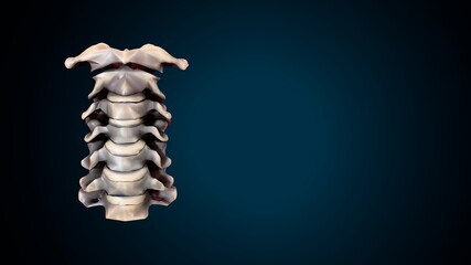 3d illustration of human skeleton cervical bone anatomy.