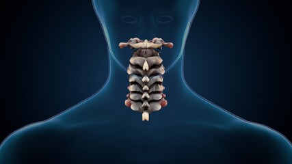 3d illustration of human skeleton cervical spine anatomy.