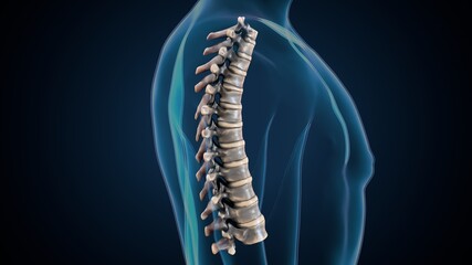 3d render of human skeleton thoracic vertebrae bone anatomy
 - obrazy, fototapety, plakaty
