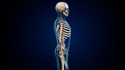 3d illustration of human body skeleton anatomy.
