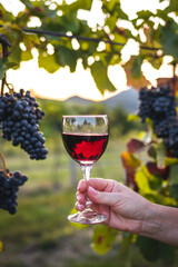 Woman holding red wine in wineglass at vineyard during sunset. Ripe red grapes on vine