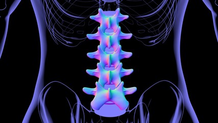 Human Skeleton Vertebral Column Lumbar Vertebrae Anatomy