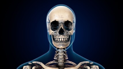 3d illustration of human skeleton skull anatomy.  © PIC4U