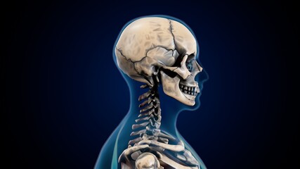 3d illustration of human skeleton skull anatomy.
