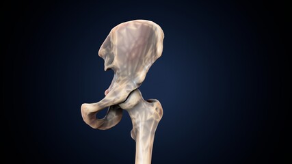 3d illustration of human body hip bone anatomy.