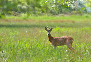 Roe buck deer in the grass