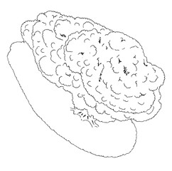 大きな木(上から)