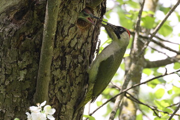 European green woodpecker at the nest hole Germany