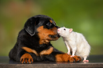 curious puppy kissing a pet rat outdoors in summer