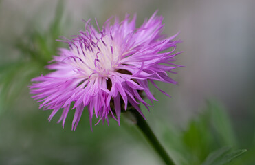 Obraz premium Pink corn flower in the garden