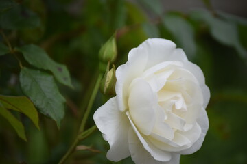 White Rose.