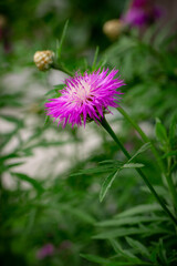 Pink corn flower in the garden