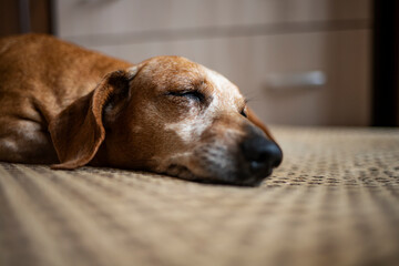 An old gray-haired dachshund fell asleep on the sofa.
