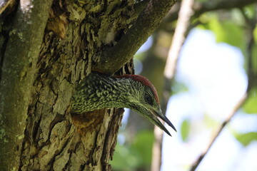 Young European green woodpecker at the nest hole Germany