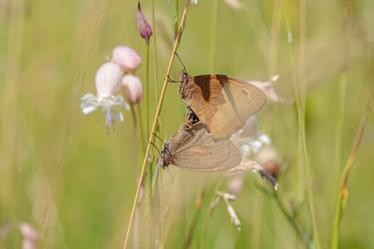 Closeup view into a meadow on some pairing meadow browns (Maniola jurtina) between maidenstairs flowers (Silene vulgaris). Focus fom the upper individuals eye along to midsection.