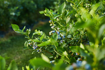 Blueberry bush on sunset, organic ripe with succulent berries, just ready to pick