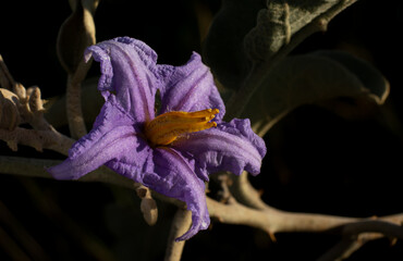 A flower called prairie-berry (Solanum elaeagnifolium)