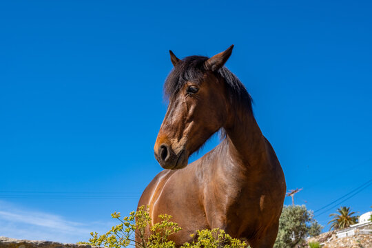 Brown horse closeup view, clear blue sky background, summer sunny day - Powered by Adobe