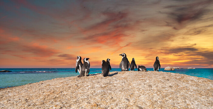 Cape Penguins - surreal tropical island atmosphere. Cape Town, South Africa