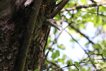 Young European green woodpecker at the nest hole Germany