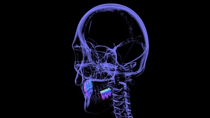 Human Teeth Molars Anatomy 3D Illustration