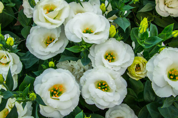 eustoma