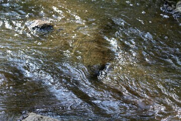 A close view of the flowing water of the creek.
